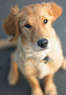 Jewell Animal Hospital Coupons St. Louis, MO Deals