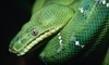 Repticon Coupons Gonzales, Louisiana Deals