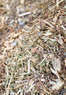 CreekSide Tree Nursery Coupons Boulder, CO Deals