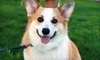 Sonoran Desert Pet Resort Coupons Phoenix, Arizona Deals